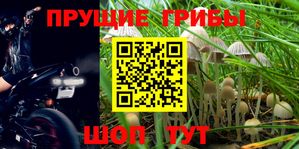 Псилоцибиновые грибы мицелий Богородицк